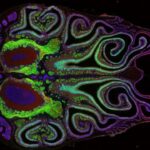 Az egér orrának első térképe meglepő mintázatokat tár fel a szaglás működésében